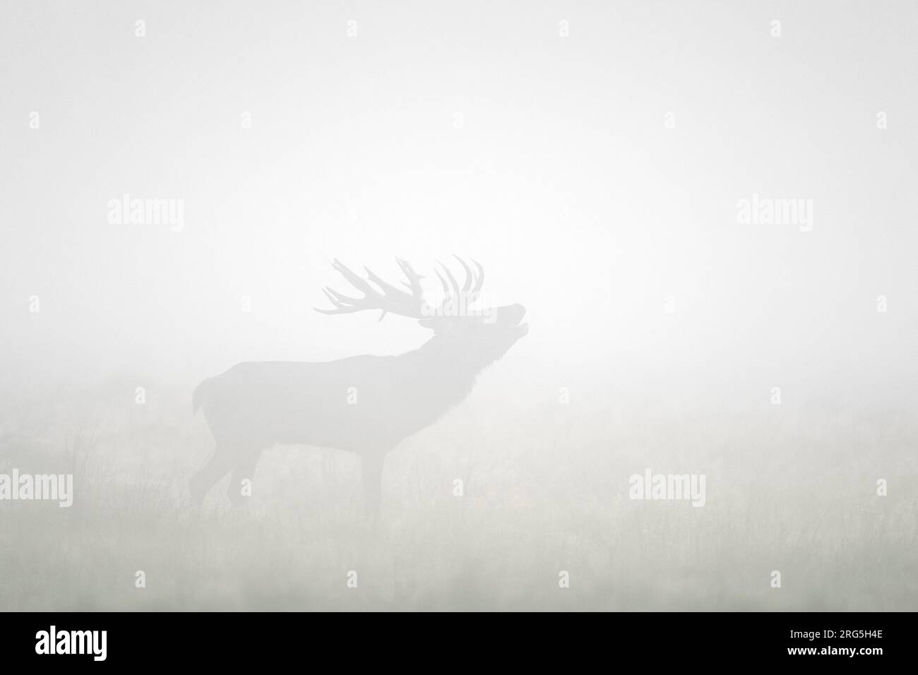 Red deer (Cervus elaphus) stag silhouette with large antlers bellowing in thick early morning fog in meadow at dawn during the rut in autumn / fall Stock Photo