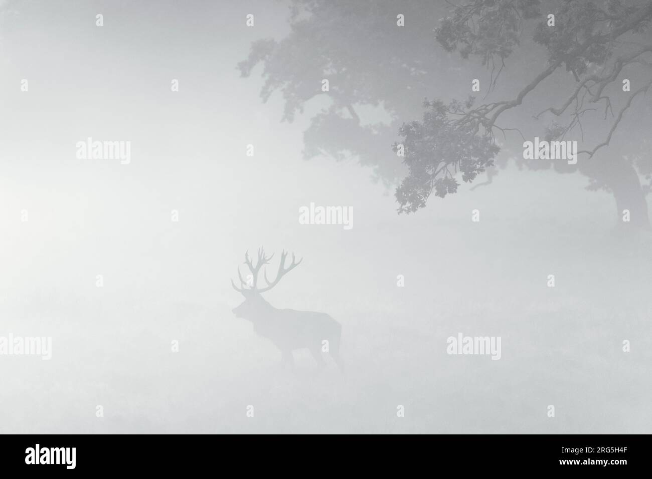 Red deer (Cervus elaphus) stag silhouette with large antlers under oak tree in thick early morning mist in meadow at dawn during the rut in autumn Stock Photo