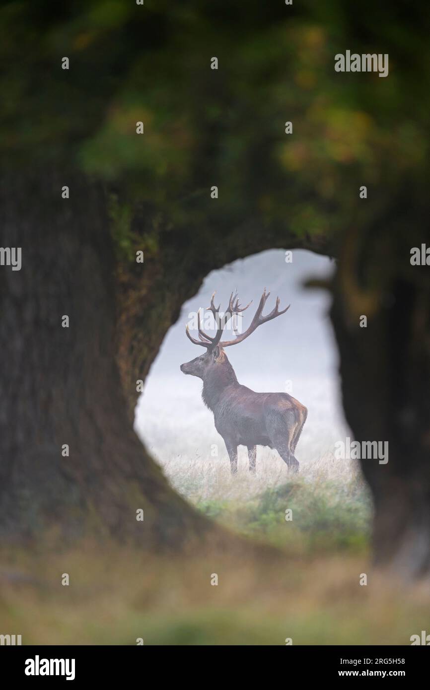 Red deer (Cervus elaphus) stag with large antlers seen through oak trees in early morning mist in meadow at forest's edge during the rut in autumn Stock Photo