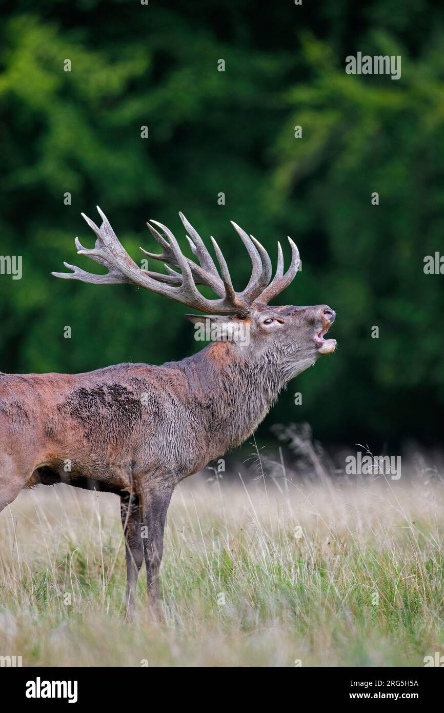 Red deer (Cervus elaphus) stag with big antlers and wet, muddy fur bellowing in grassland at forest's edge during the rut in autumn / fall Stock Photo