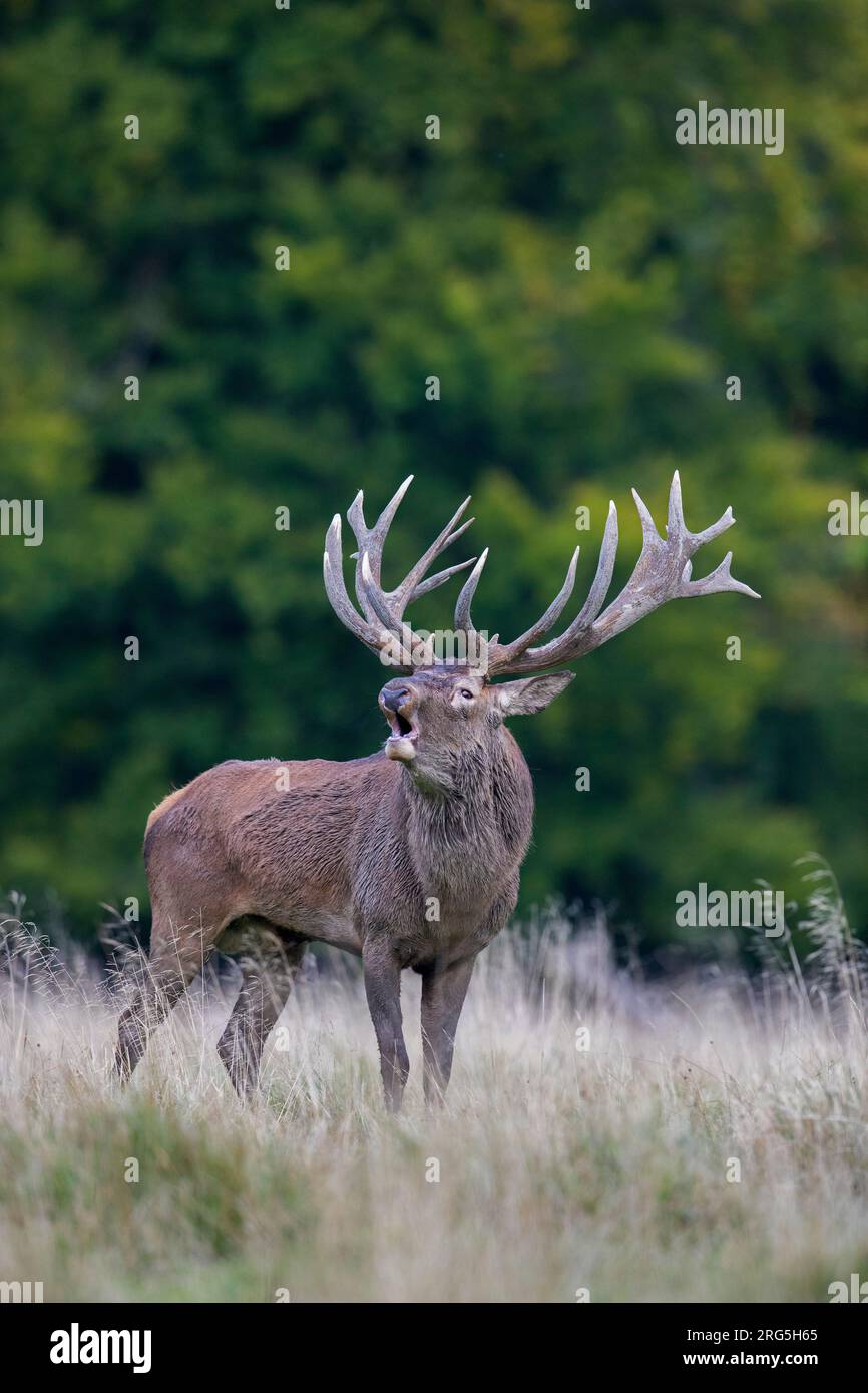 Red deer (Cervus elaphus) stag with big antlers bellowing in grassland at forest's edge during the rut in autumn / fall Stock Photo
