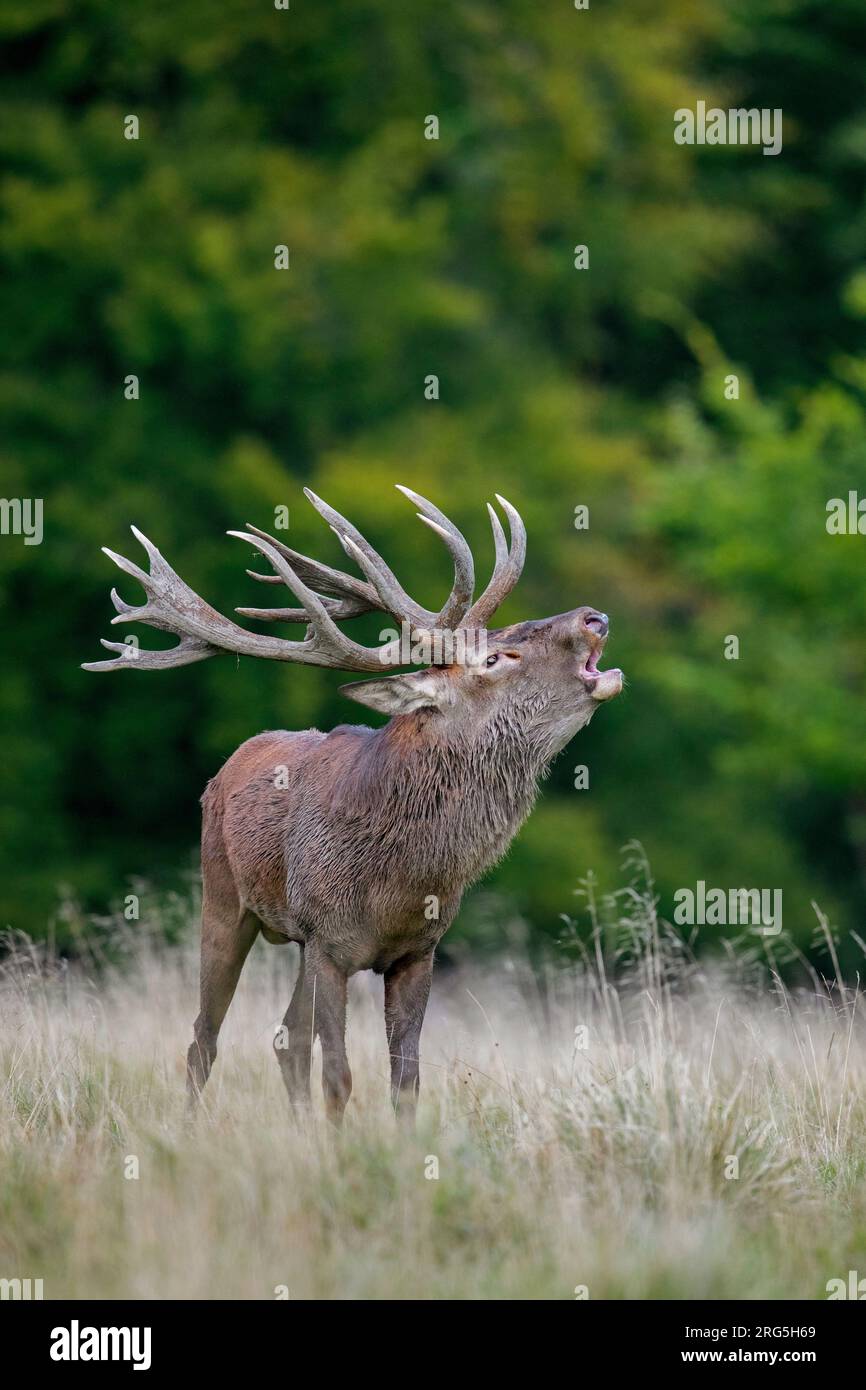 Red deer (Cervus elaphus) stag with big antlers bellowing in grassland at forest's edge during the rut in autumn / fall Stock Photo