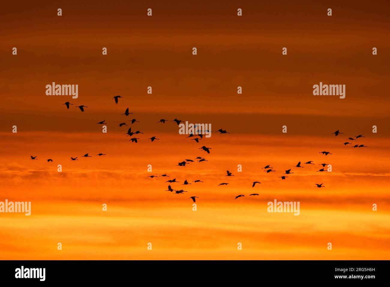 Migrating flock of common cranes / Eurasian cranes (Grus grus) in flight silhouetted against orange sunset sky during migration in autumn / fall Stock Photo