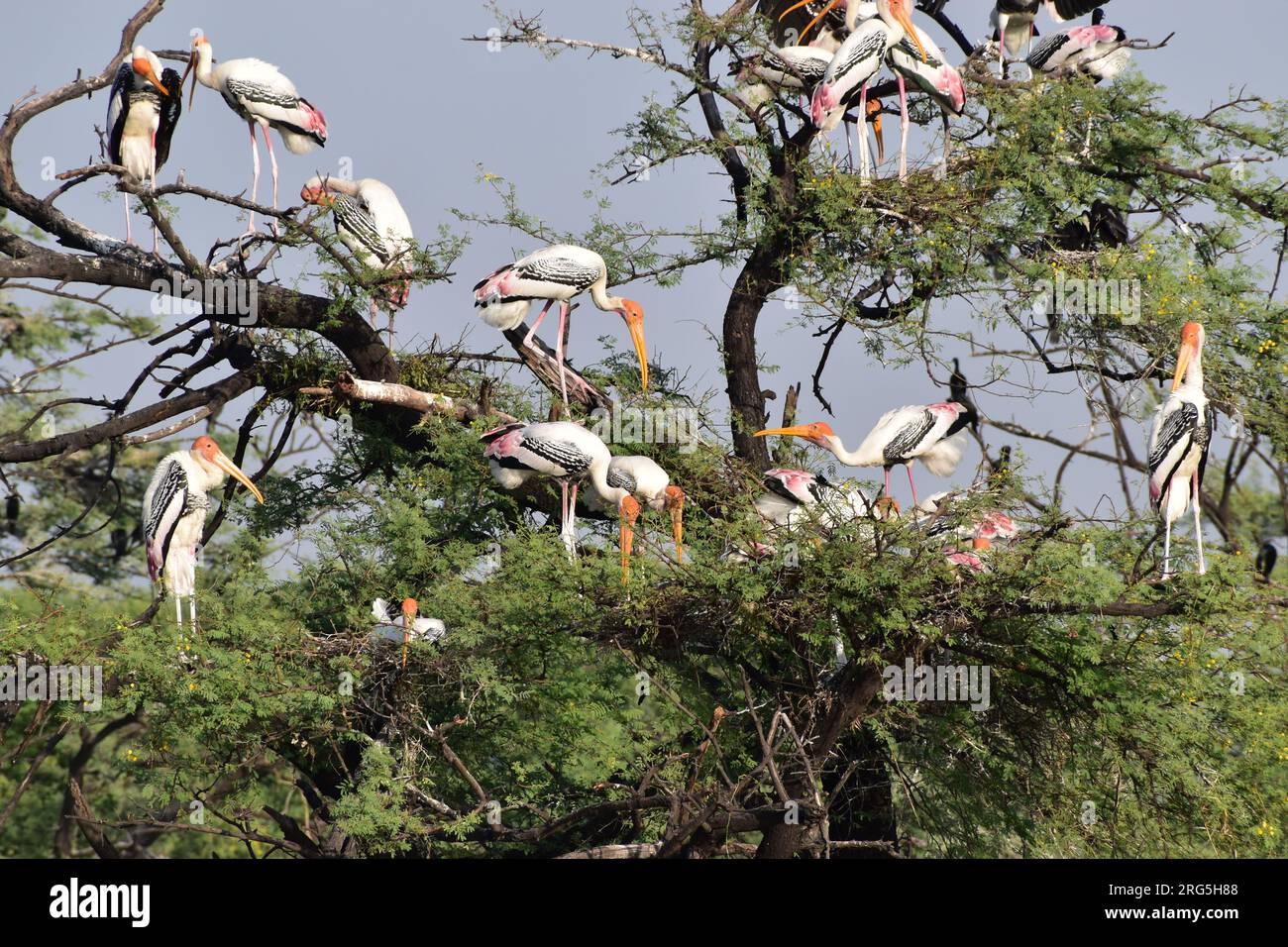 Group of Painted Stork with nest on the top of the tree in Bharatpur Bird Sanctuary in India. The Painted Stork (Mycteria leucocephala) Stock Photo