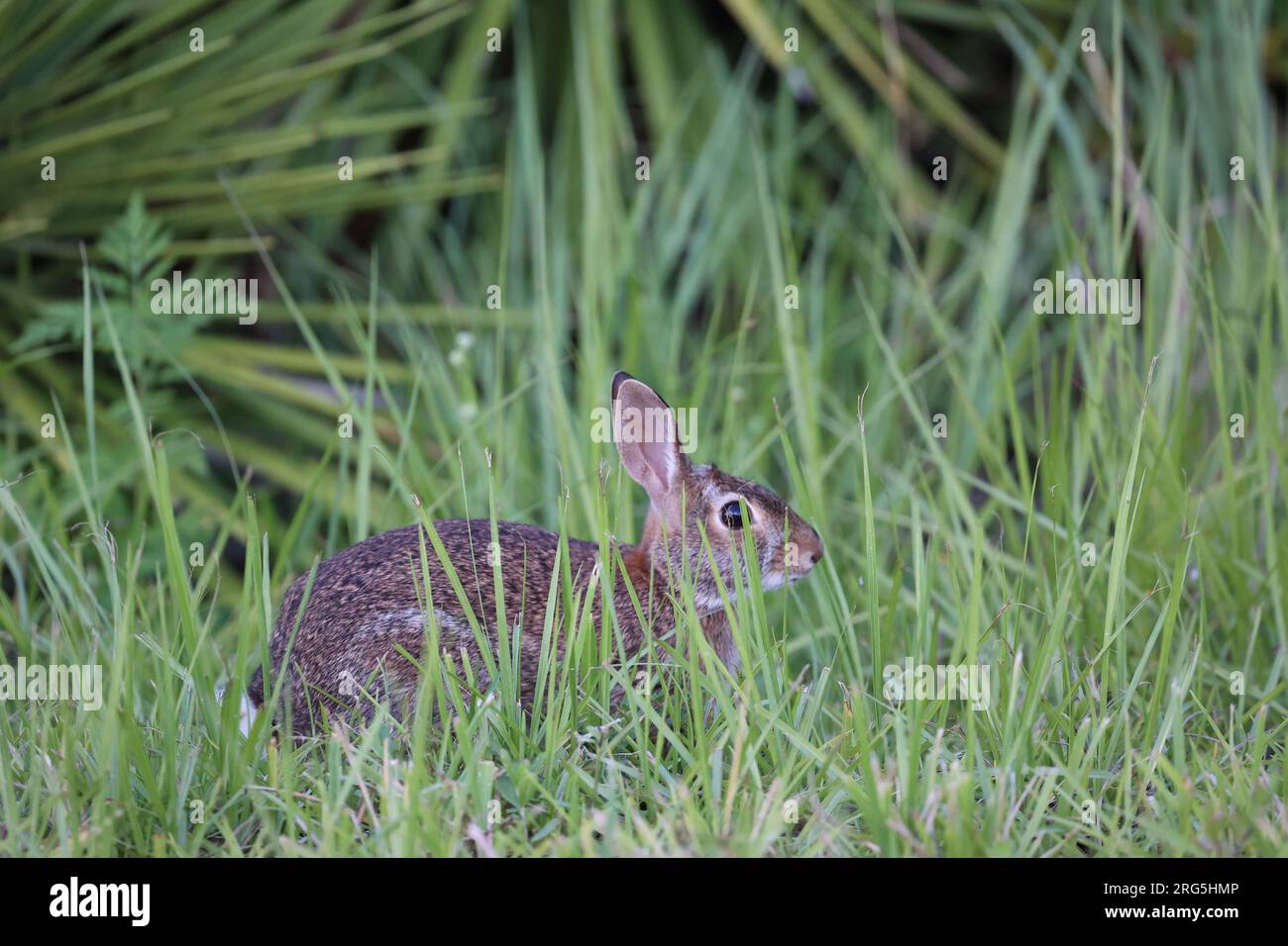 Marsh rabbit florida hi-res stock photography and images - Alamy