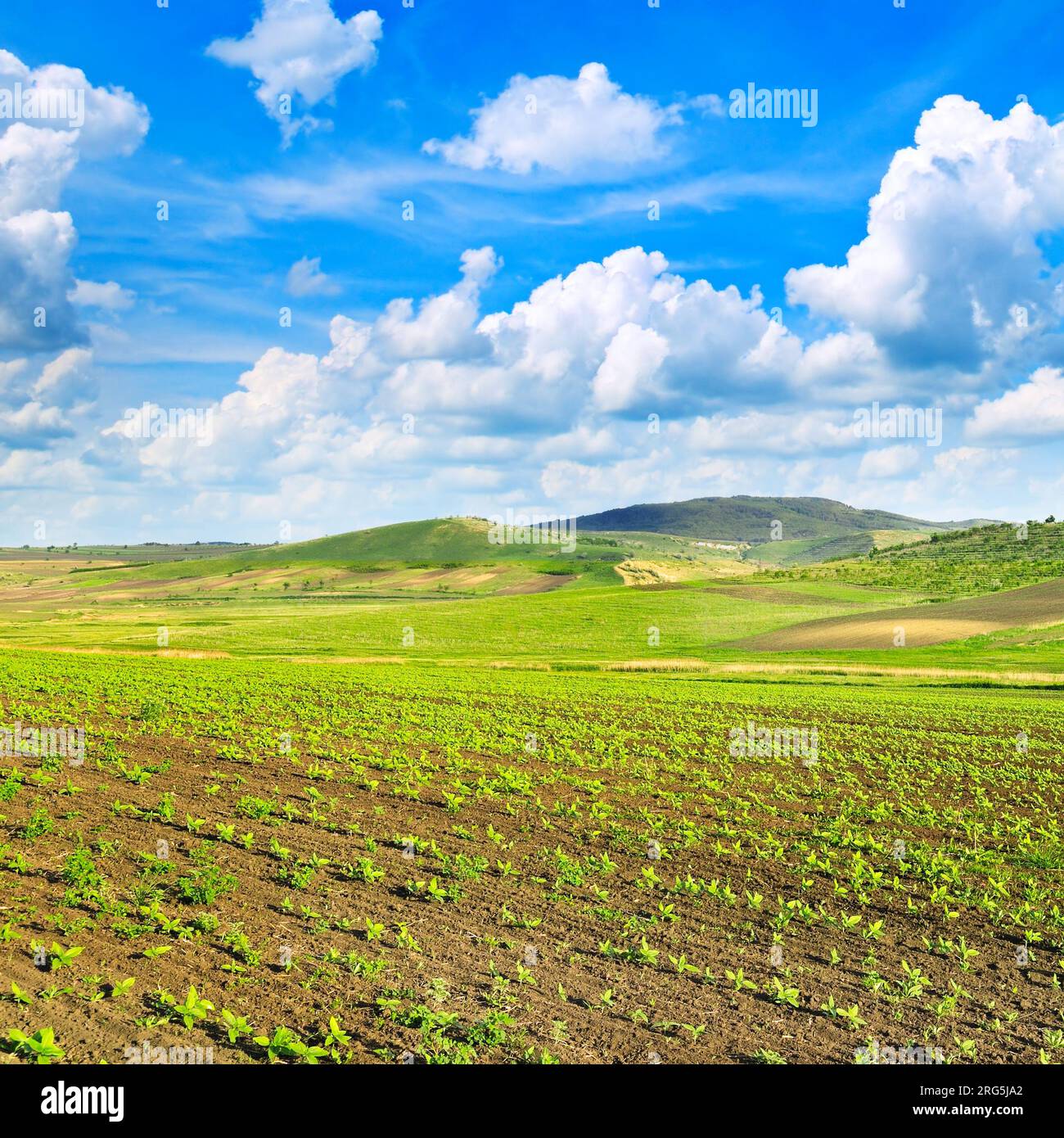 sunflower field and beautiful sky Stock Photo - Alamy