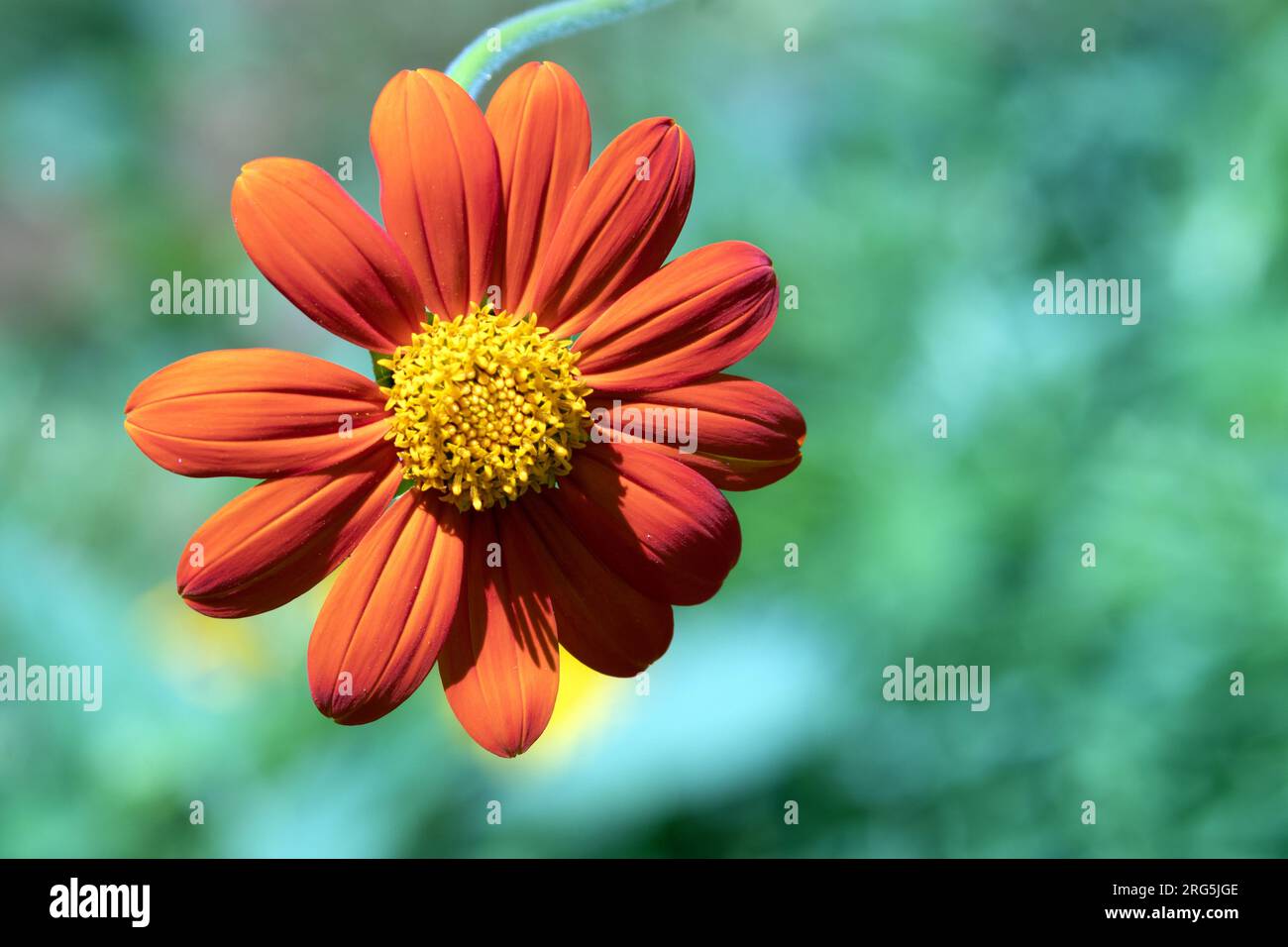 Tithonia Rotundifolia Central America Hi res Stock Photography And tithonia-rotundifolia-central-america-hi-res-stock-photography-and