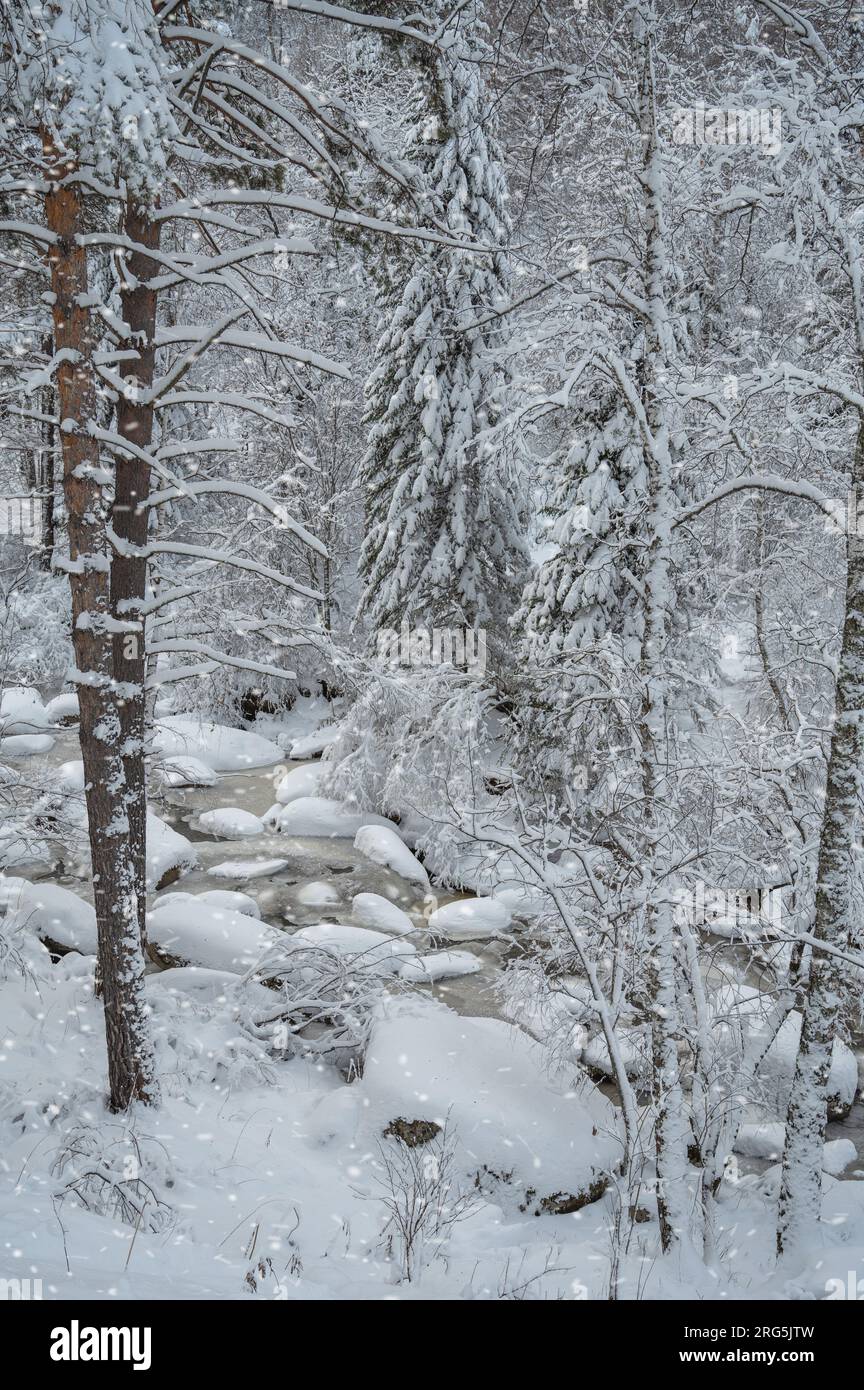 Winter landscape with fair trees under the snow Stock Photo - Alamy