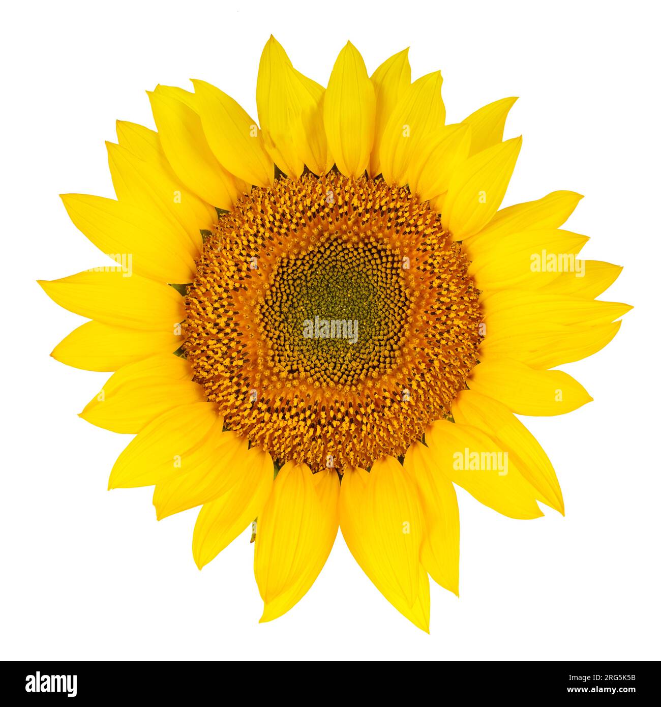 Sunflower close-up isolated on white background Stock Photo - Alamy