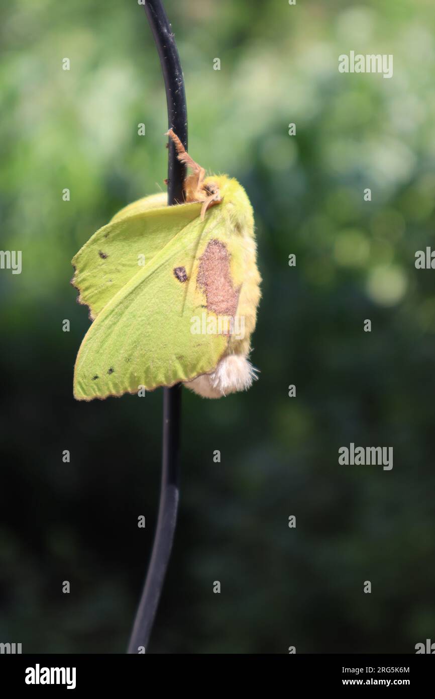 Butterfly, big butterfly name “Rose myrtle lappet moth” ( trabala vishnou) Stock Photo