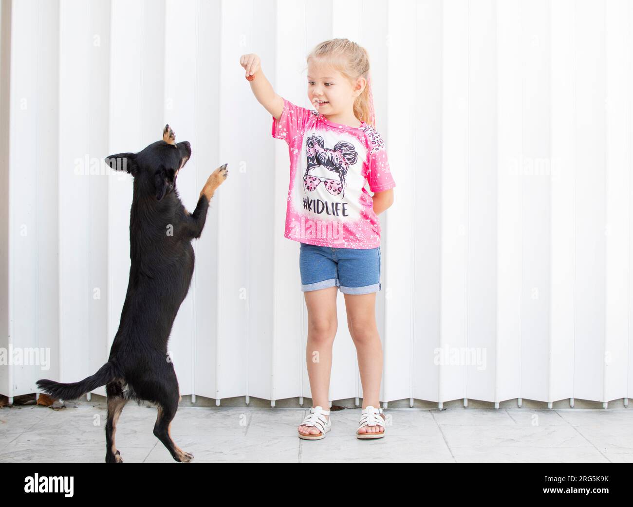 Cute Caucasian child is playing with a puppy. Dog training concept. Dog doing tricks. Dog standing on rare legs Stock Photo