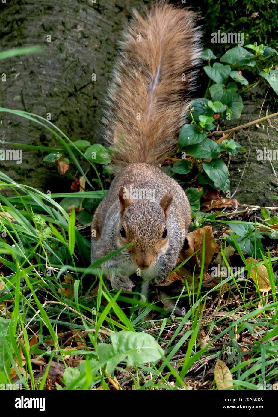 A squirrel in its natural habitat, eats a nut Stock Photo
