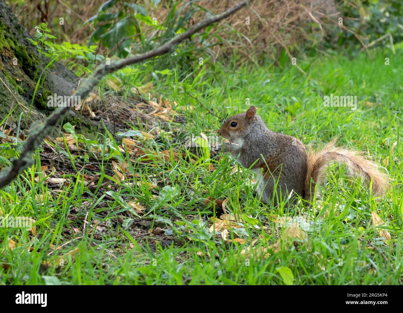 A squirrel in its natural habitat, eats a nut Stock Photo