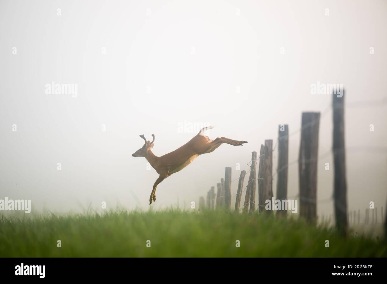 A whitetailed deer buck leaping over a fence on a foggy morning in Tennessee Stock Photo
