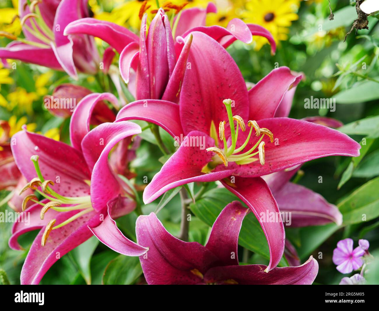 Stargazer Lilie mit prächtigen rot pinken Blüten Stock Photo