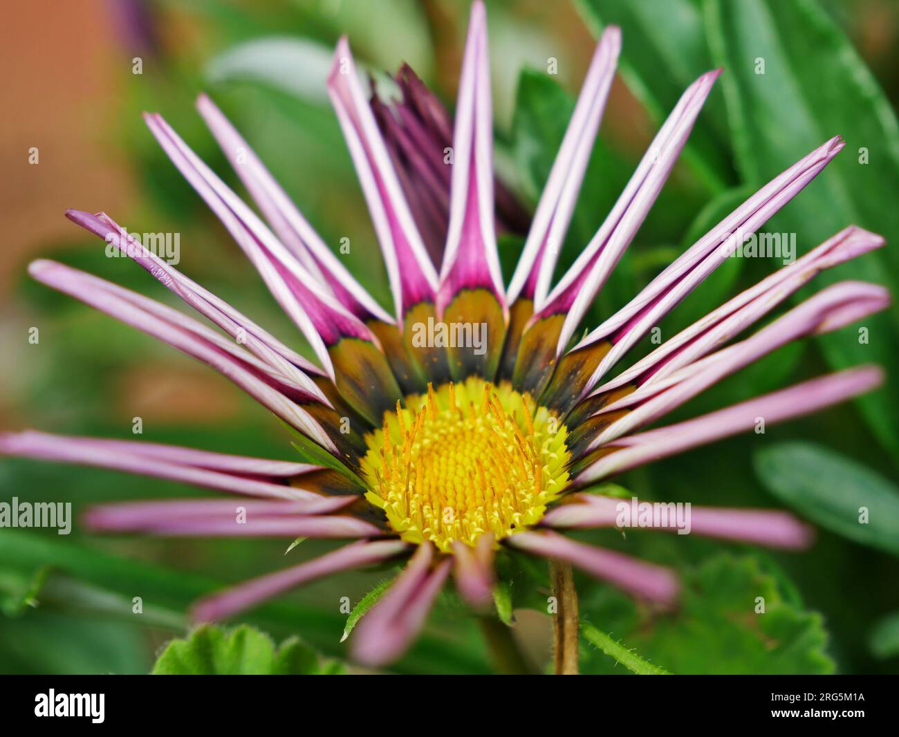 Korbbluter hi-res stock photography and images - Alamy, image size:1300x1066