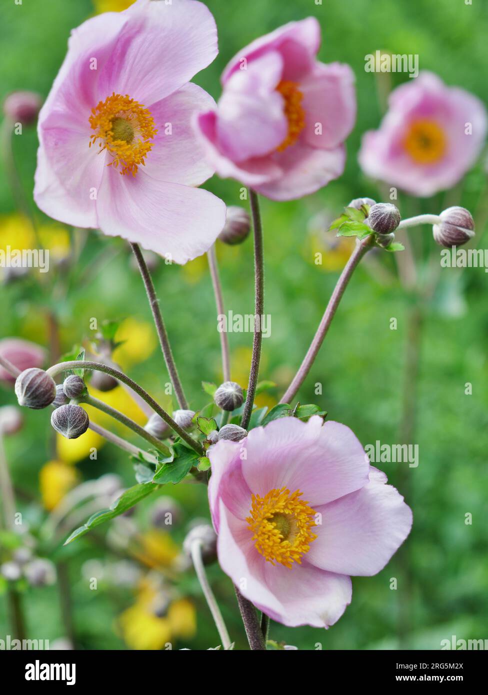 rosa Herbst-Anemone mit gelben Blumen im Hintergrund Stock Photo
