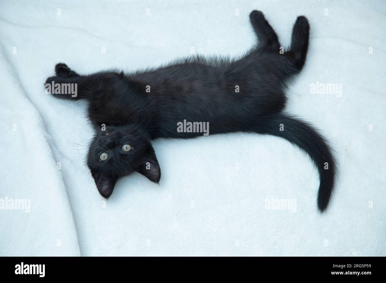 Nine weeks old black kitten lying on floor looking into camera, Germany Stock Photo