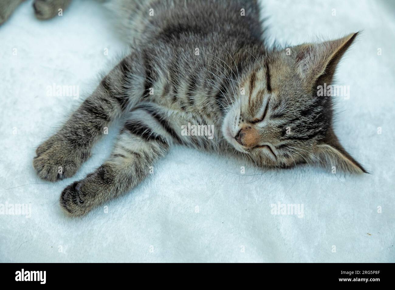 Nine weeks old tabby kitten asleep, Germany Stock Photo