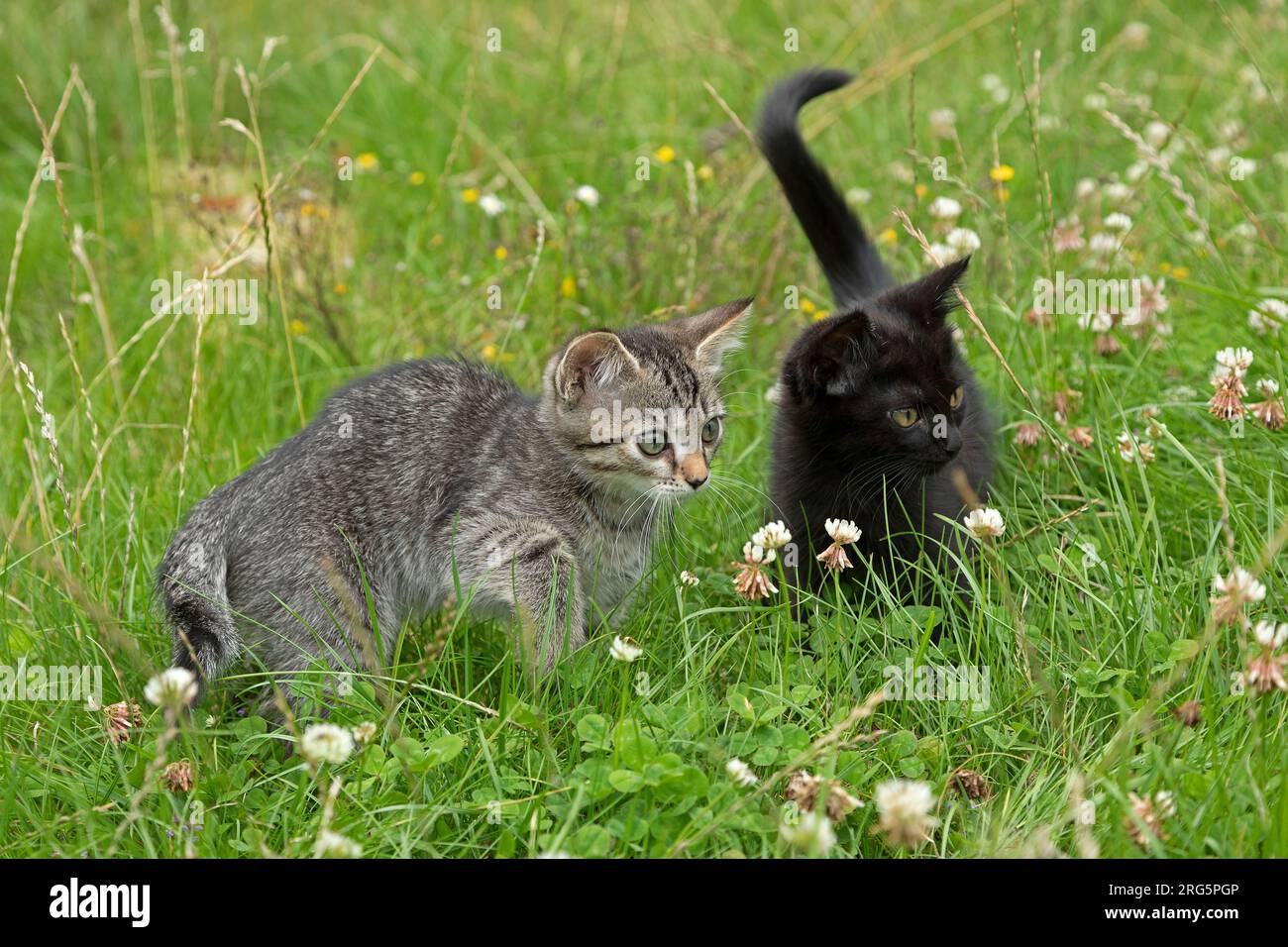 Two nine weeks old kittens sitting in grass together, Germany Stock Photo