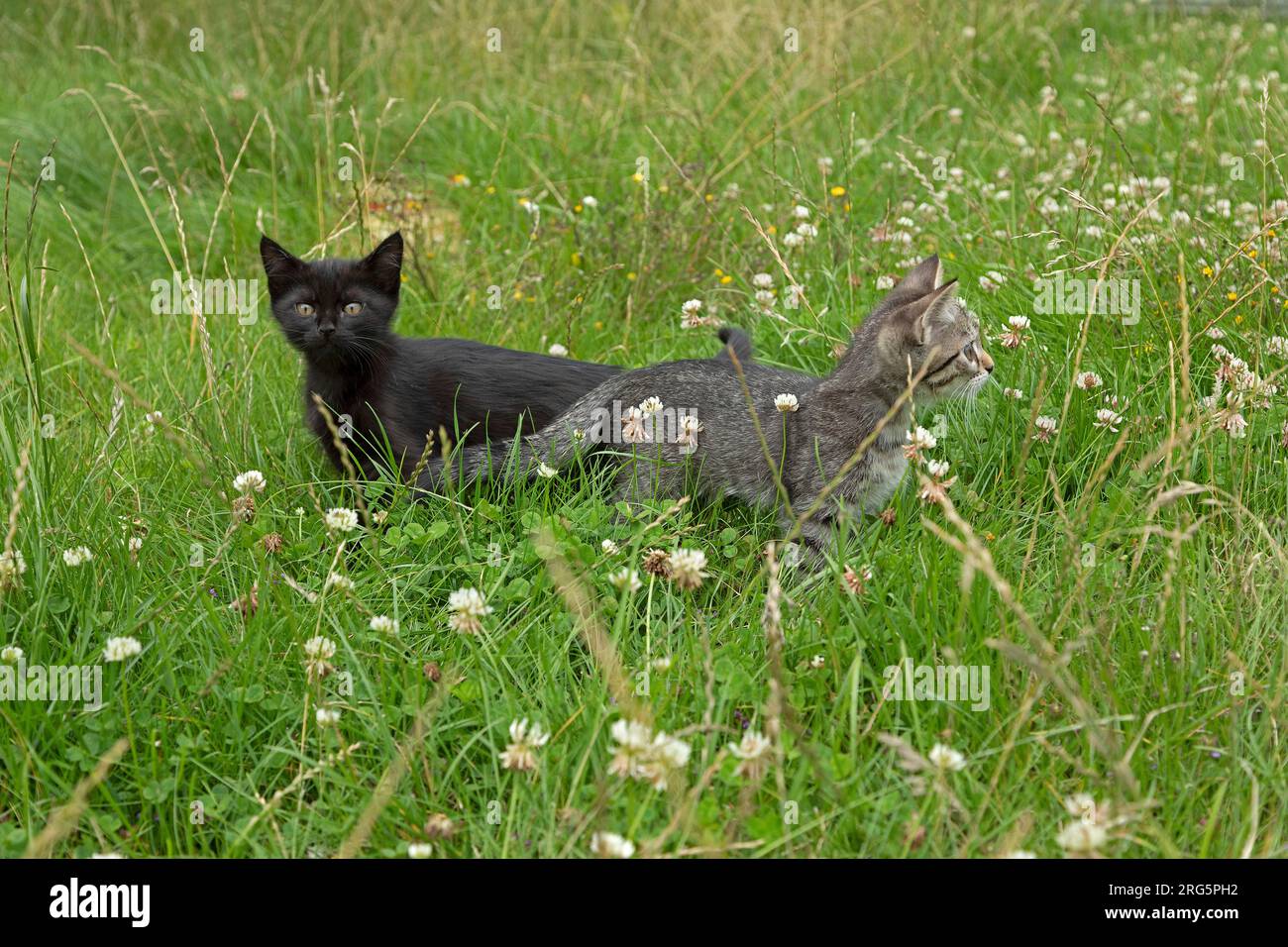Two nine weeks old kittens sitting in grass together, Germany Stock Photo