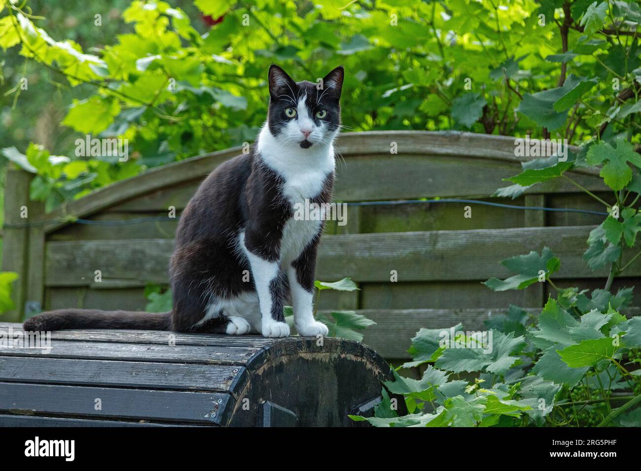 Portrait of a black and white Tom cat, Germany Stock Photo