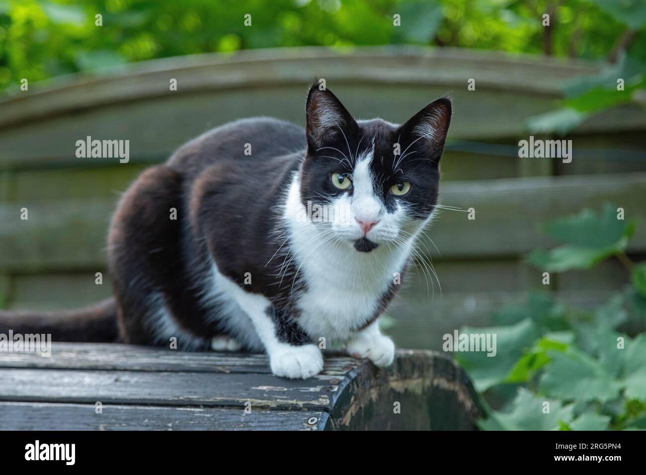 Portrait of a black and white Tom cat, Germany Stock Photo