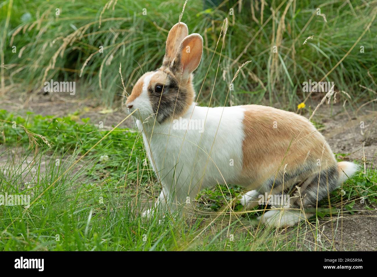 Standing bunny hi-res stock photography and images - Alamy