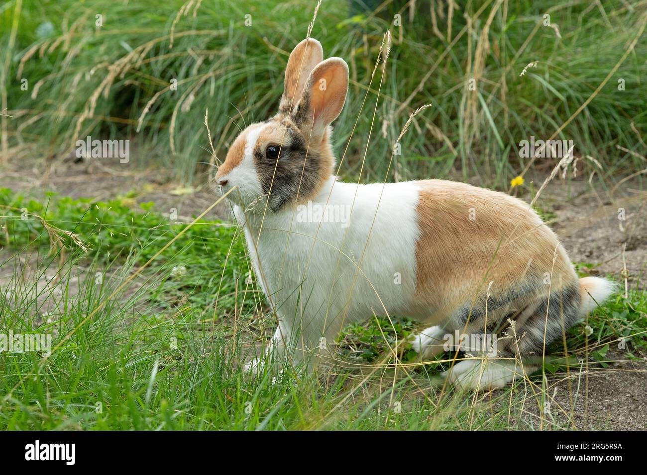 Dutch rabbit standing in path, Germany Stock Photo