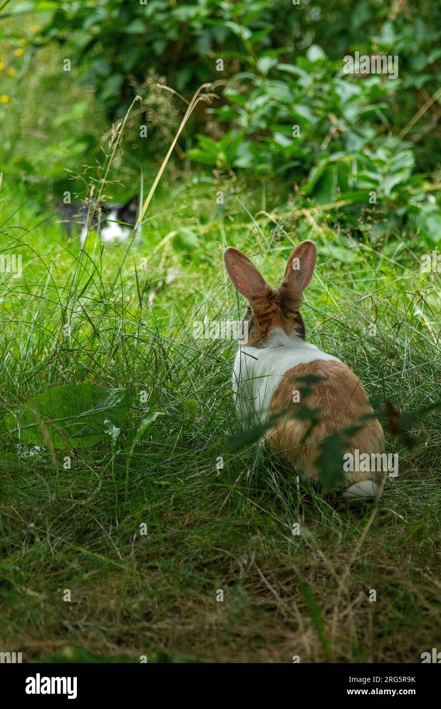 Cat watching Dutch rabbit, Germany Stock Photo