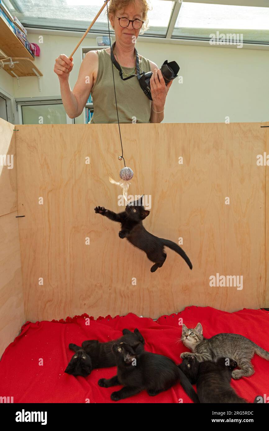 Woman making nine weeks old kitten jump, others watching, Germany Stock Photo