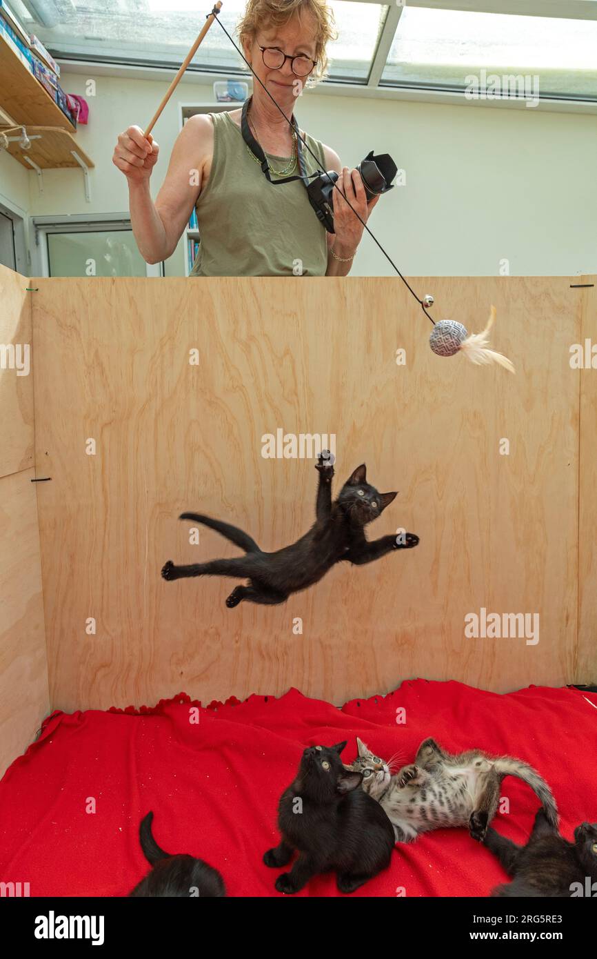 Woman making nine weeks old kitten jump, others watching, Germany Stock Photo
