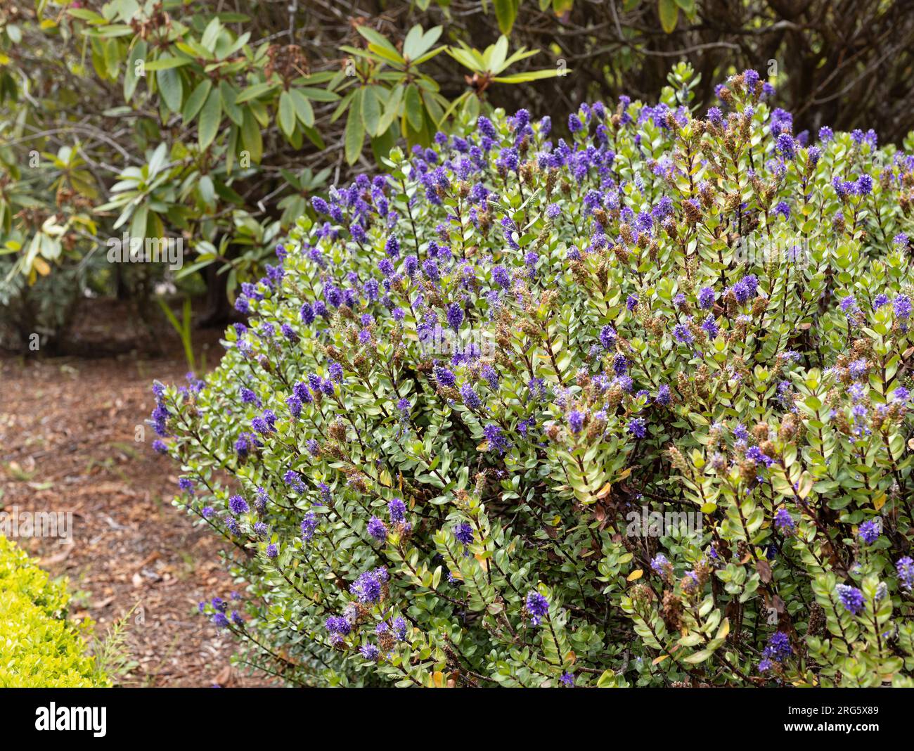 Hebe Autumn Glory Hi Res Stock Photography And Images Alamy