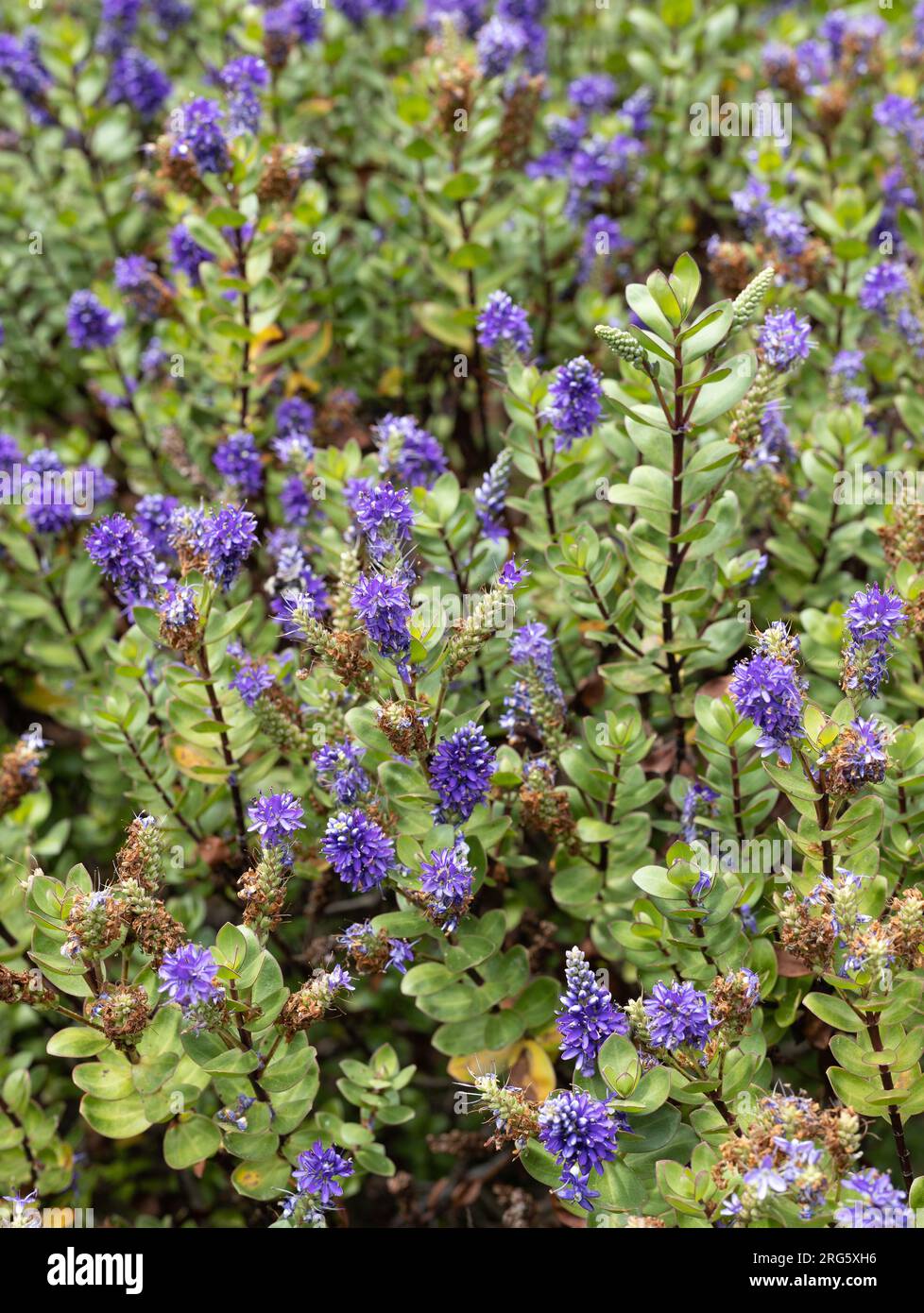 Hebe 'Autumn Glory' plant with flowers. Stock Photo