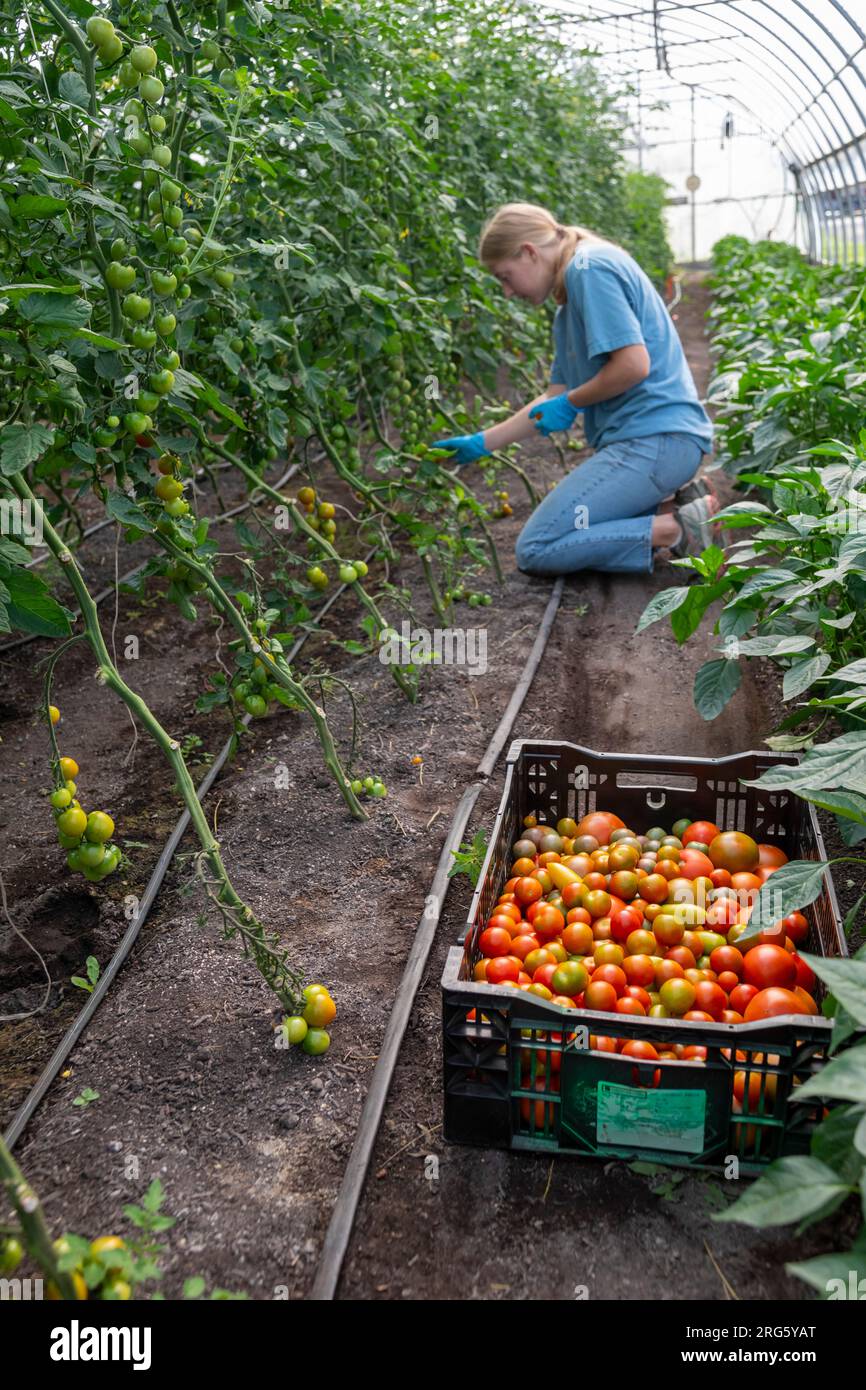 Ypsilanti, Michigan - Tomatoes are harvested in a greenhouse at The Farm at Trinity Health. The Farm is part of a growing 'food as medicine' concept. Stock Photo