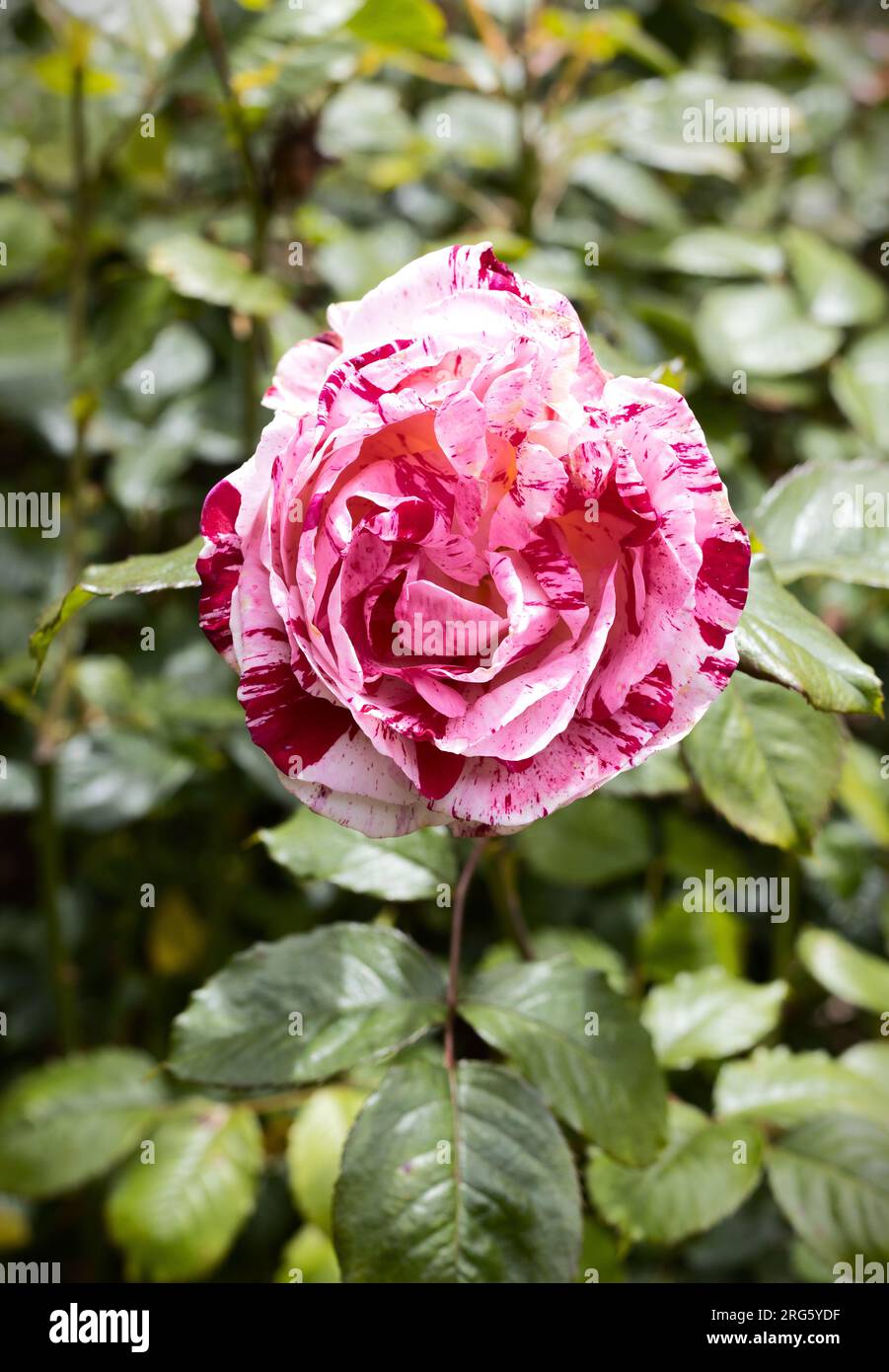 Rosa 'Scentimental' floribunda rose. Stock Photo
