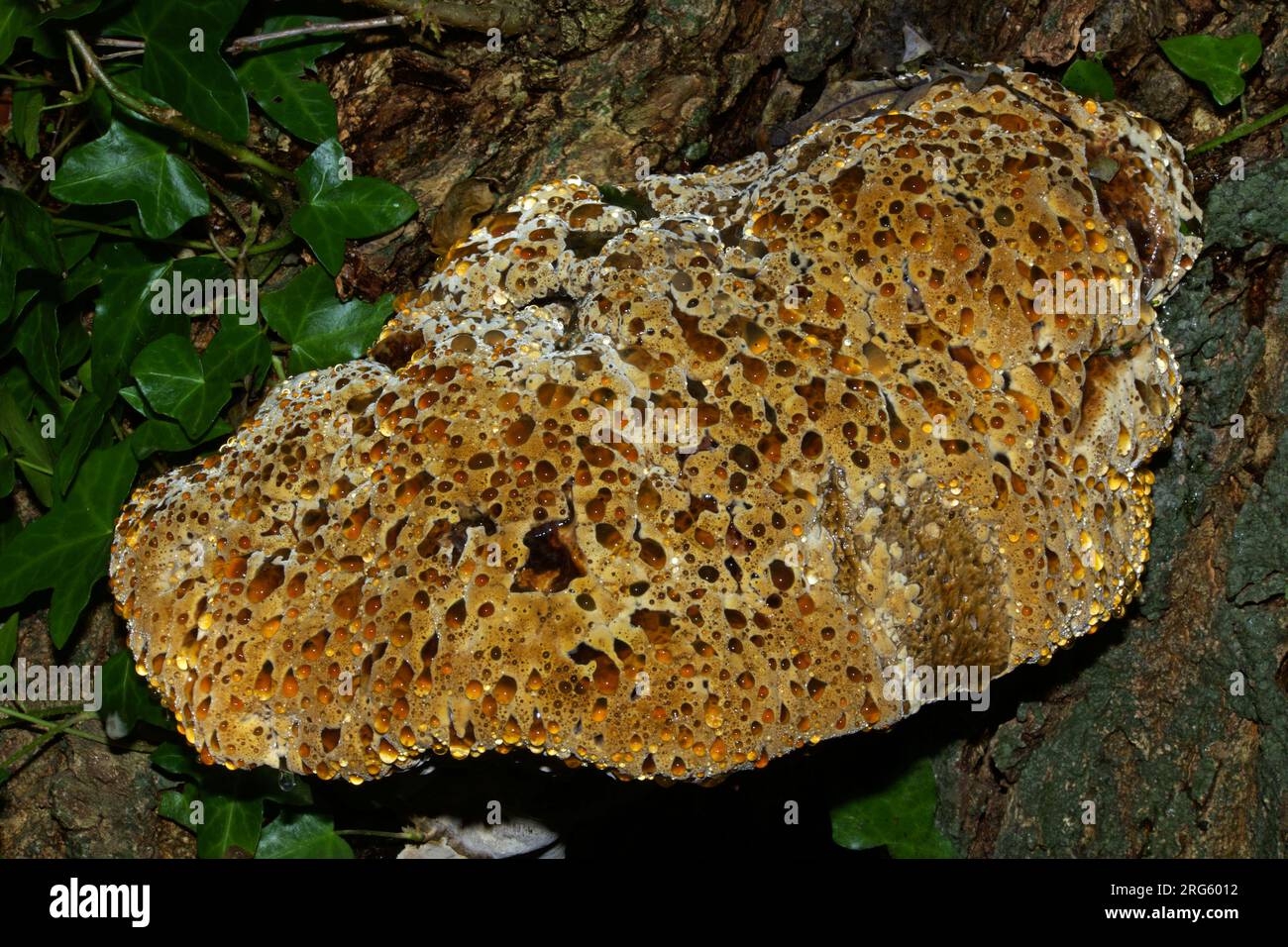 Pseudoinonotus dryadeus (oak bracket) is bracket fungus found mostly on oak trees. It weeps an amber liquid and causes white rot. Stock Photo