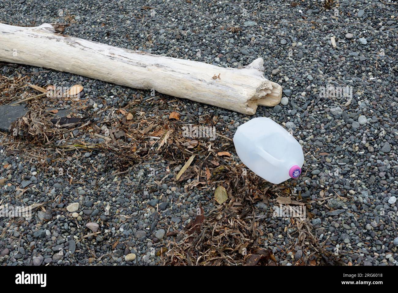 Plastic milk container and log, Vancouver Island, B.C Canada. Stock Photo