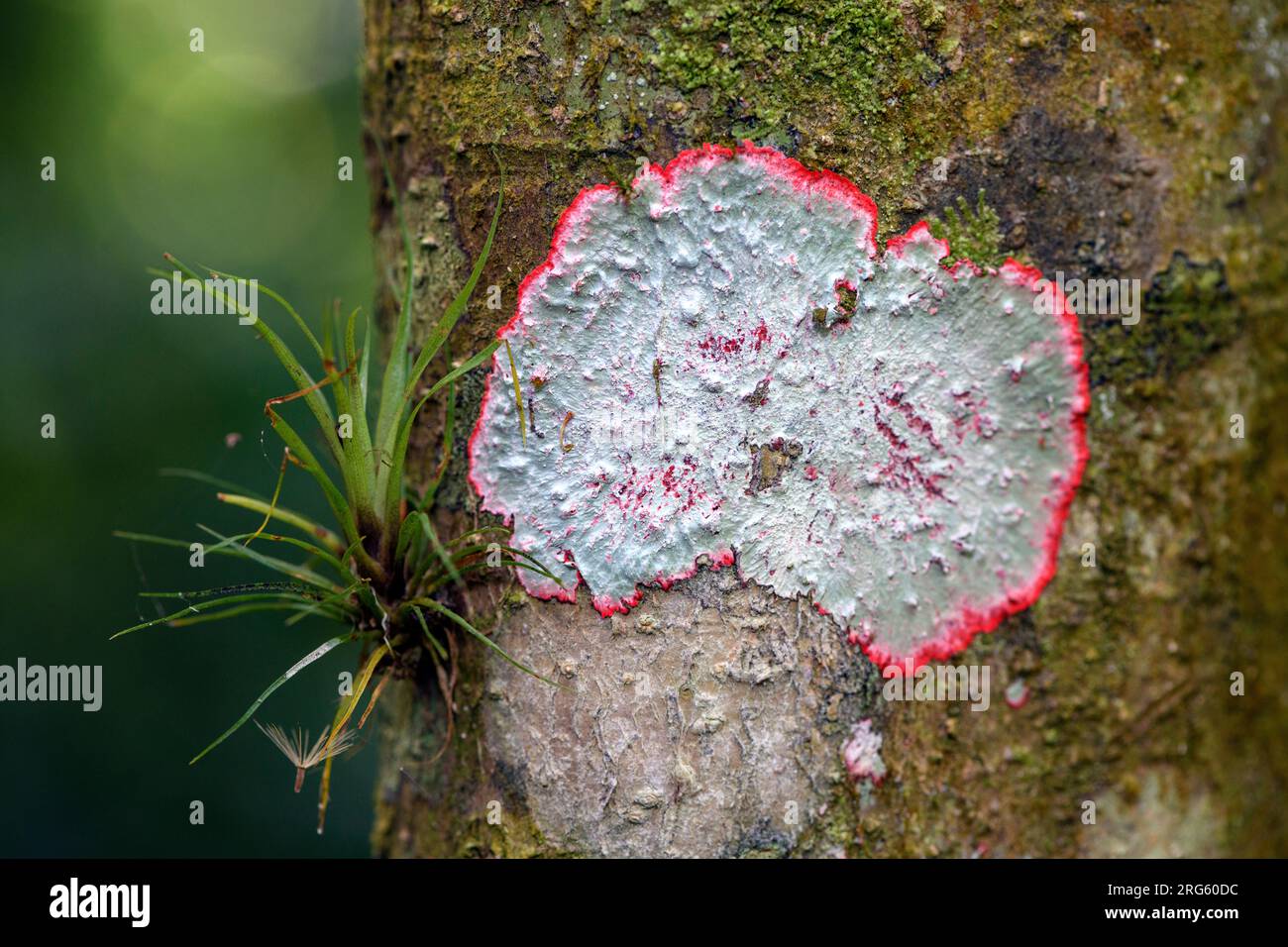 Crustose lichen (Herpothallon sp., H. rubrocinctum?) from Bosque de Paz, Costa Rica. Stock Photo