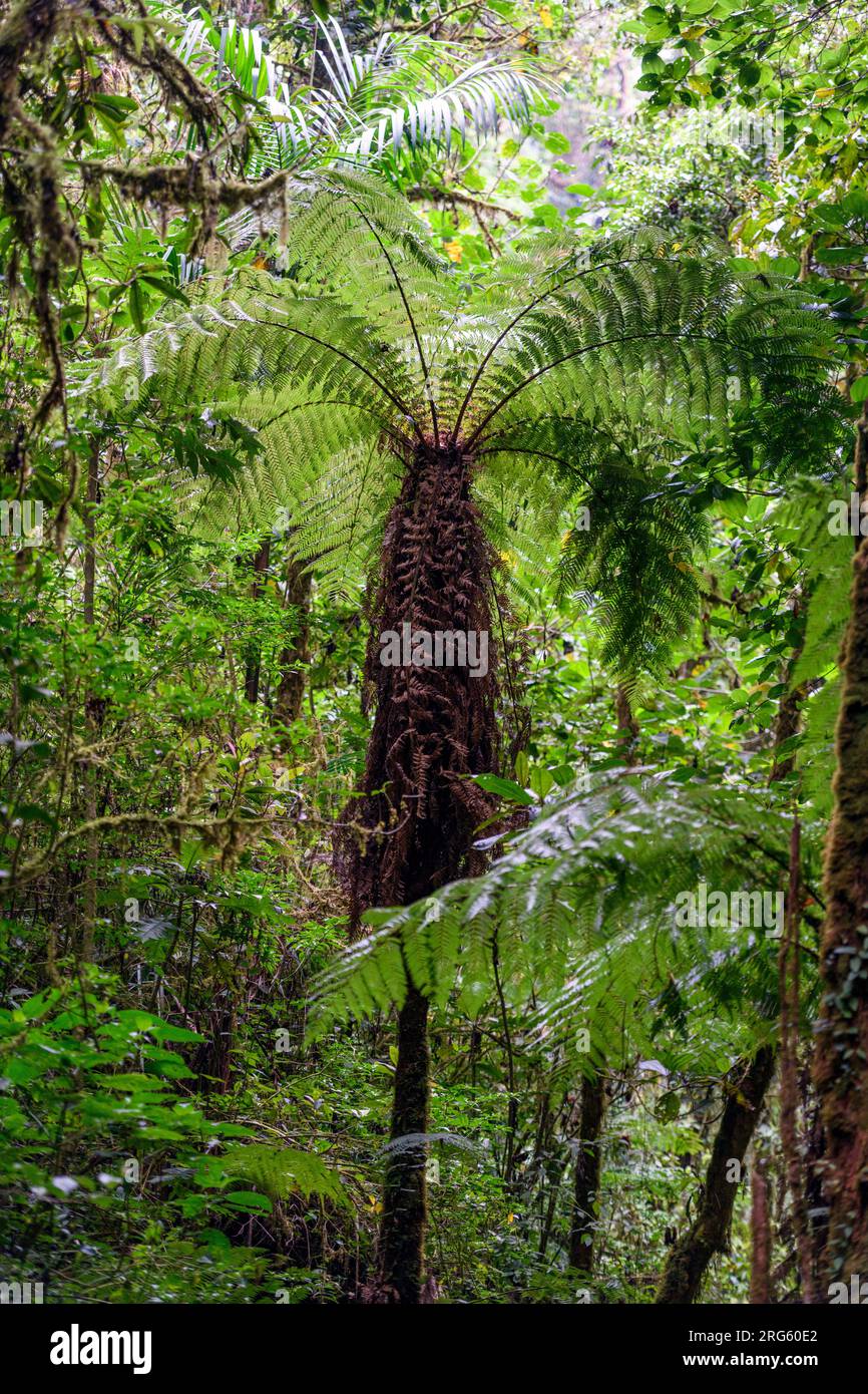 Tree fern (Cyathea delgadii) from the cloud forest of an Gerardo de Dota, Costa Rica. Elevation about 2400 m. Stock Photo