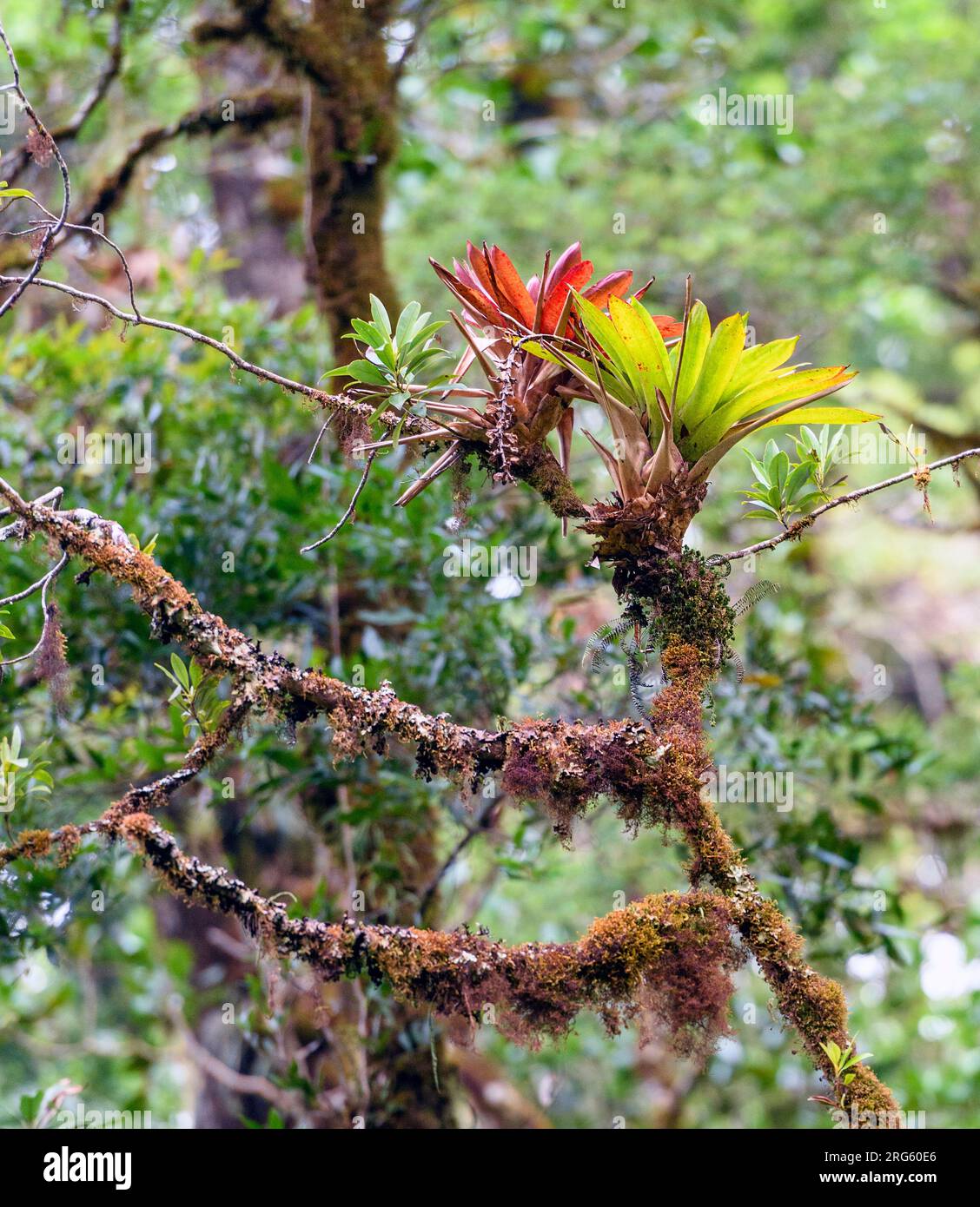 Beromeliads and mosses growin in the cloud forest of San Gerardo de Dota, Costa Rica, at about 2400 meters elevation. Stock Photo