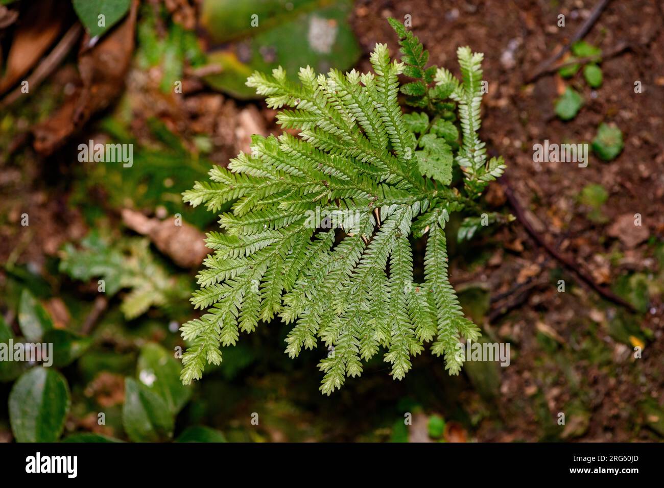 Spikemoss (Selaginella eurynota) from the cloud forest of Bosque de Paz, Costa Rica. Stock Photo