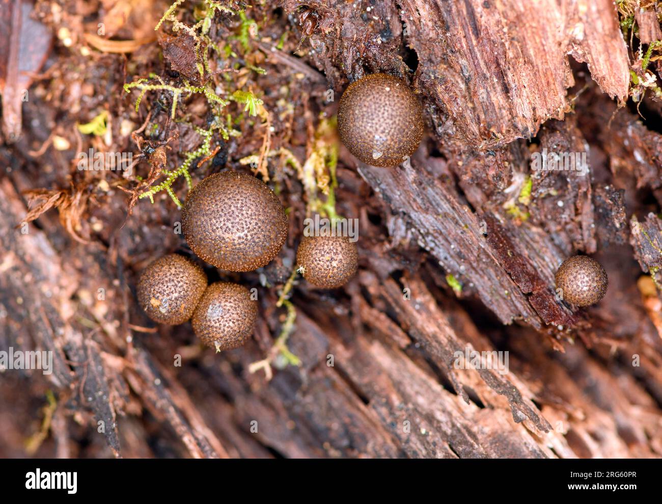 Wolf's milk (Lycogala epidendrum), a slime mould from the cloud forest of San Gerardo de Dota, Costa Rica at about 2400 meters elevation. Stock Photo