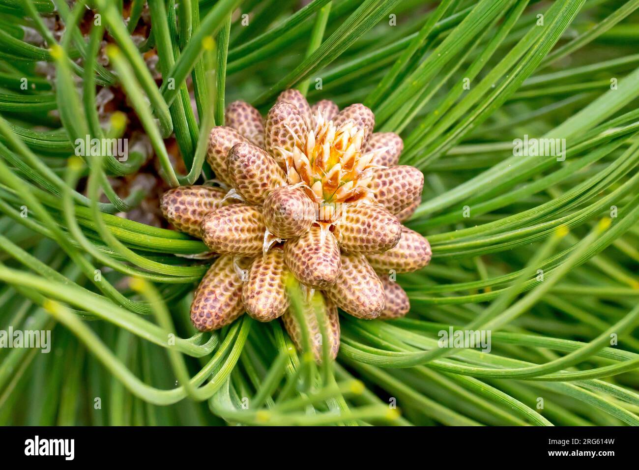 Black Pine (pinus nigra), close up showing a cluster of male flowerbuds at the end of a branch of the tree. Stock Photo