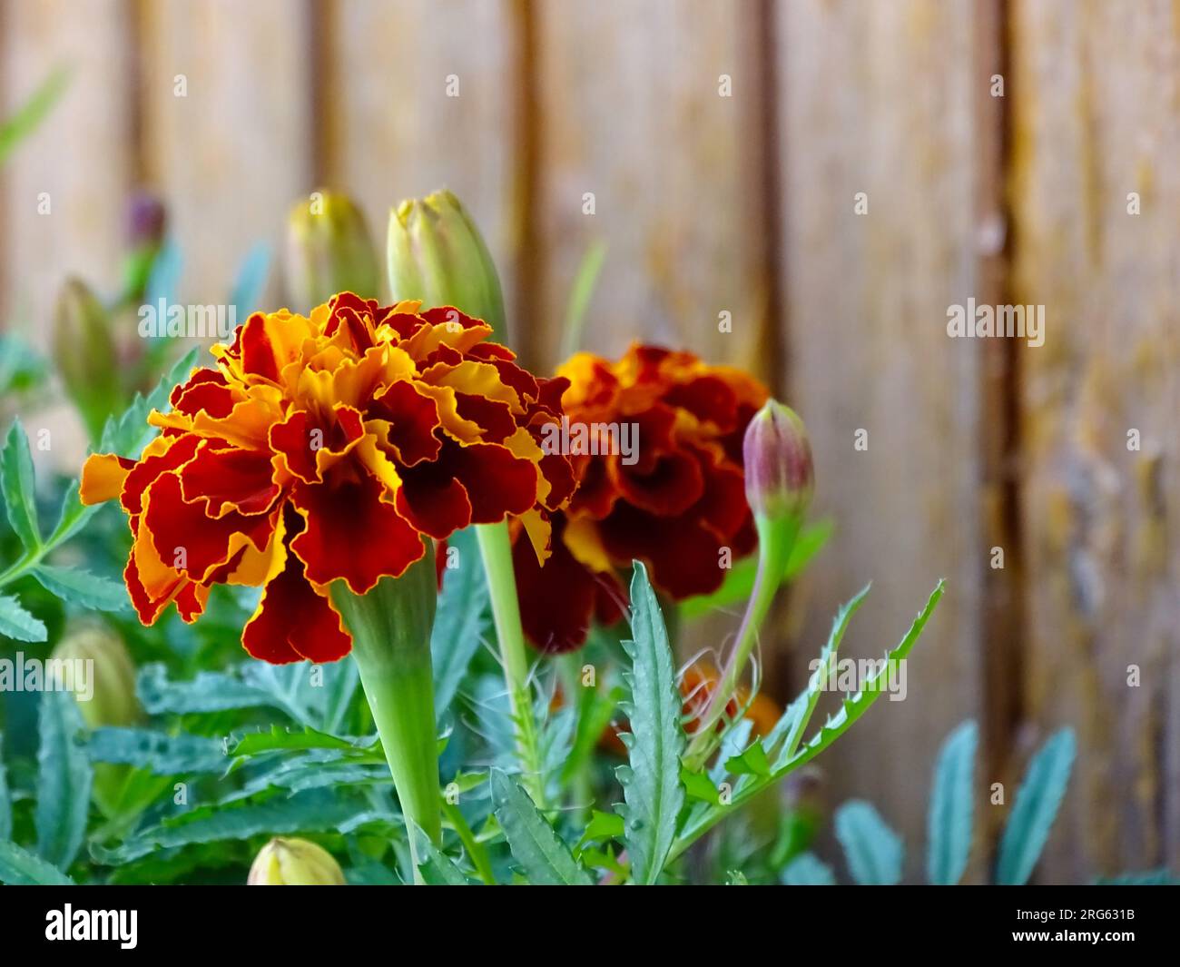 Blossoming French Marigold (Tagetes Patula) in Midsummer: A Vibrant Tapestry of Orange, Yellow and Red Amidst Verdant Greens in a Serene Garden - A Ma Stock Photo