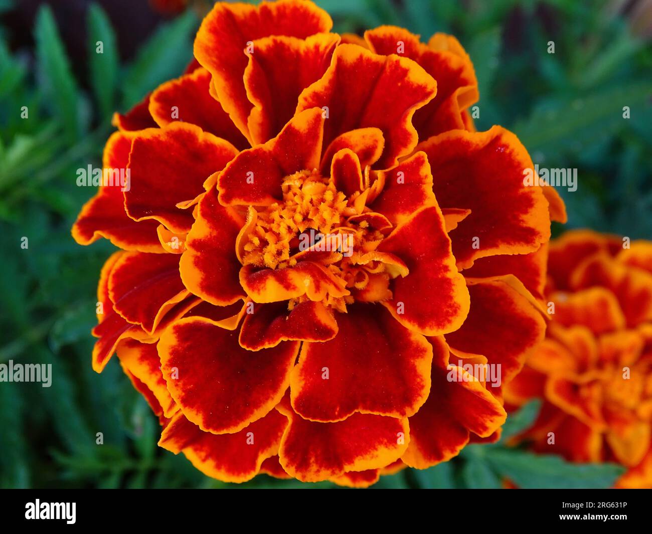 Blossoming French Marigold (Tagetes Patula) in Midsummer: A Vibrant Tapestry of Orange, Yellow and Red Amidst Verdant Greens in a Serene Garden - A Ma Stock Photo