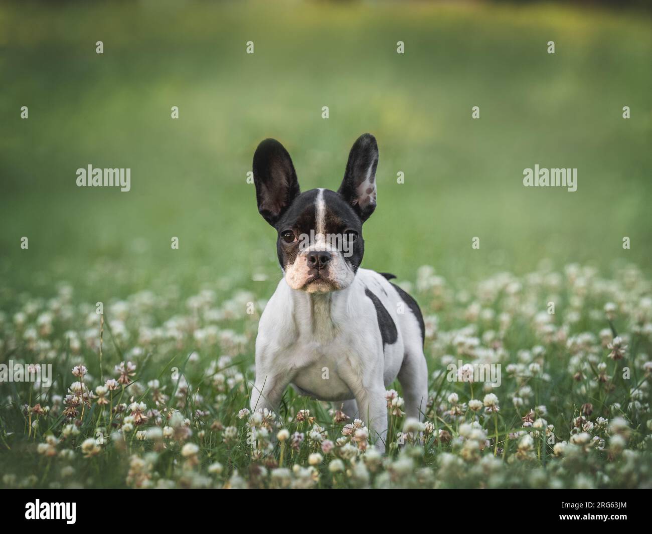 Cute puppy walks in a meadow on green grass Stock Photo - Alamy