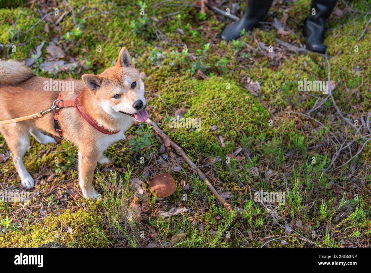 Shiba inu dog is standing on the moss next to porcini mushroom in the