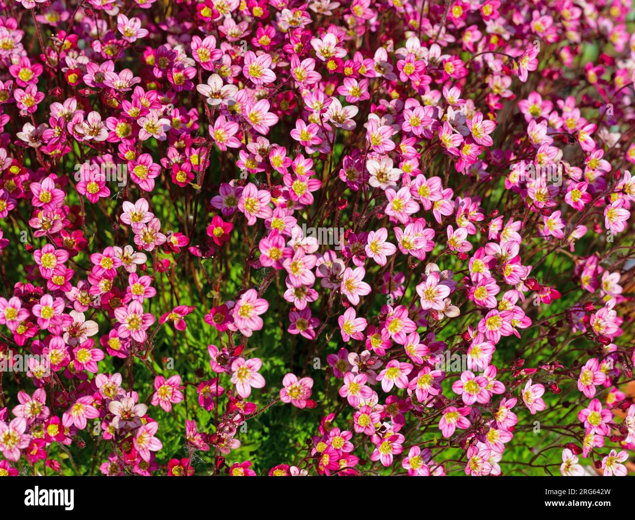 Flowering Mossy Saxifrage in close-up Stock Photo