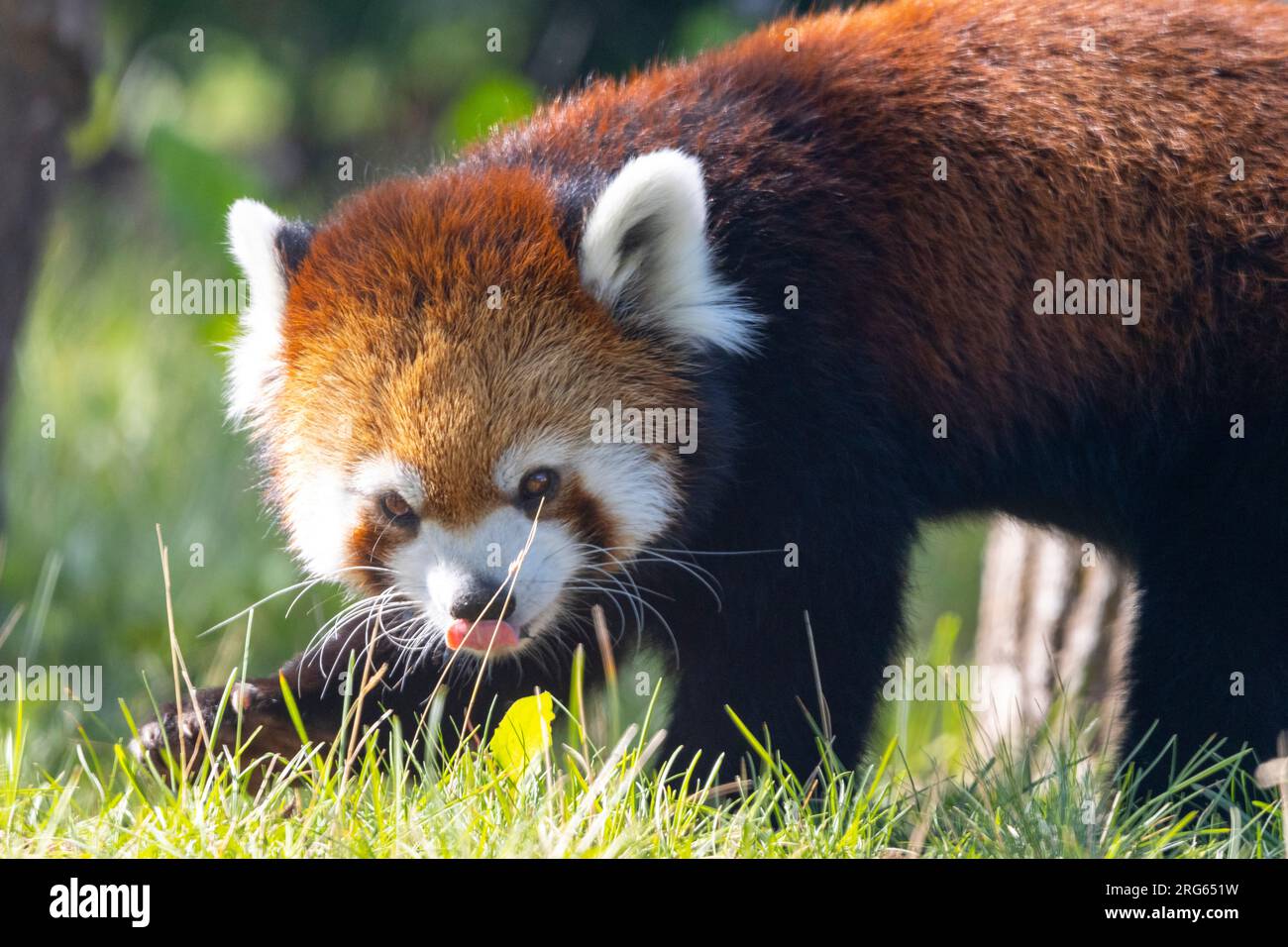 close up of adorable red panda bear in grass looking at camera Stock Photo